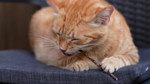 Illustration : Alternative &agrave; l'herbe &agrave; chat : la science valide l'efficacit&eacute; du Matatabi pour apaiser votre f&eacute;lin