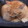 Illustration : Alternative &agrave; l'herbe &agrave; chat : la science valide l'efficacit&eacute; du Matatabi pour apaiser votre f&eacute;lin