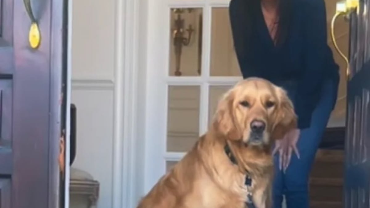 Illustration : "Ce Golden Retriever refuse de quitter la maison et sa famille apprend quelques heures plus tard le décès de la grand-mère (vidéo)"