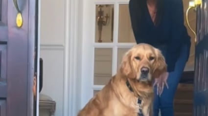 Illustration : Ce Golden Retriever refuse de quitter la maison et sa famille apprend quelques heures plus tard le d&eacute;c&egrave;s de la grand-m&egrave;re (vid&eacute;o)