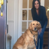 Illustration : Ce Golden Retriever refuse de quitter la maison et sa famille apprend quelques heures plus tard le d&eacute;c&egrave;s de la grand-m&egrave;re (vid&eacute;o)