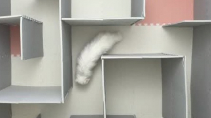 Illustration : La propri&eacute;taire de ce chat passe des heures &agrave; construire un labyrinthe, son chat en sort en quelques secondes (vid&eacute;o)