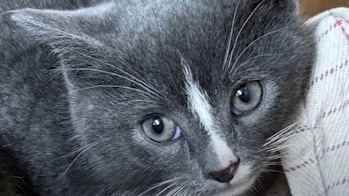 Illustration : "Ce chaton « asocial » et secouru avec sa soeur finit par faire confiance à sa mère d'accueil qui l'accompagne jusqu'à son adoption"