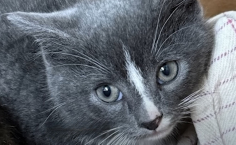 Ce chaton « asocial » et secouru avec sa soeur finit par faire confiance à sa mère d'accueil qui l'accompagne jusqu'à son adoption