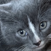 Illustration : Ce chaton &laquo; asocial &raquo; et secouru avec sa soeur finit par faire confiance &agrave; sa m&egrave;re d'accueil qui l'accompagne jusqu'&agrave; son adoption