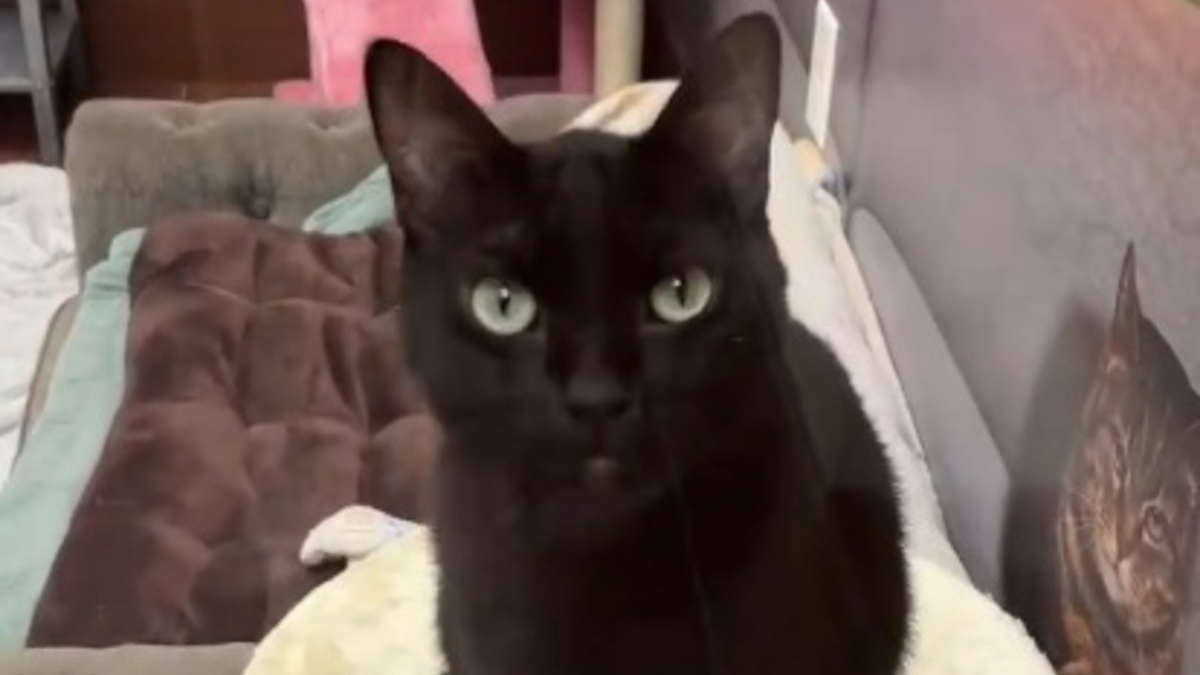Illustration : "« Trop affectueux », c'est l'excuse d'une famille pour ramener son magnifique chat noir au refuge (vidéo) "