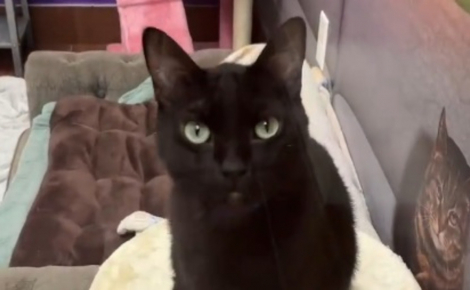 « Trop affectueux », c'est l'excuse d'une famille pour ramener son magnifique chat noir au refuge (vidéo) 