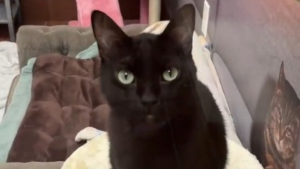 Illustration : « Trop affectueux », c'est l'excuse d'une famille pour ramener son magnifique chat noir au refuge (vidéo) 