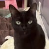 Illustration : &laquo; Trop affectueux &raquo;, c'est l'excuse d'une famille pour ramener son magnifique chat noir au refuge (vid&eacute;o) 