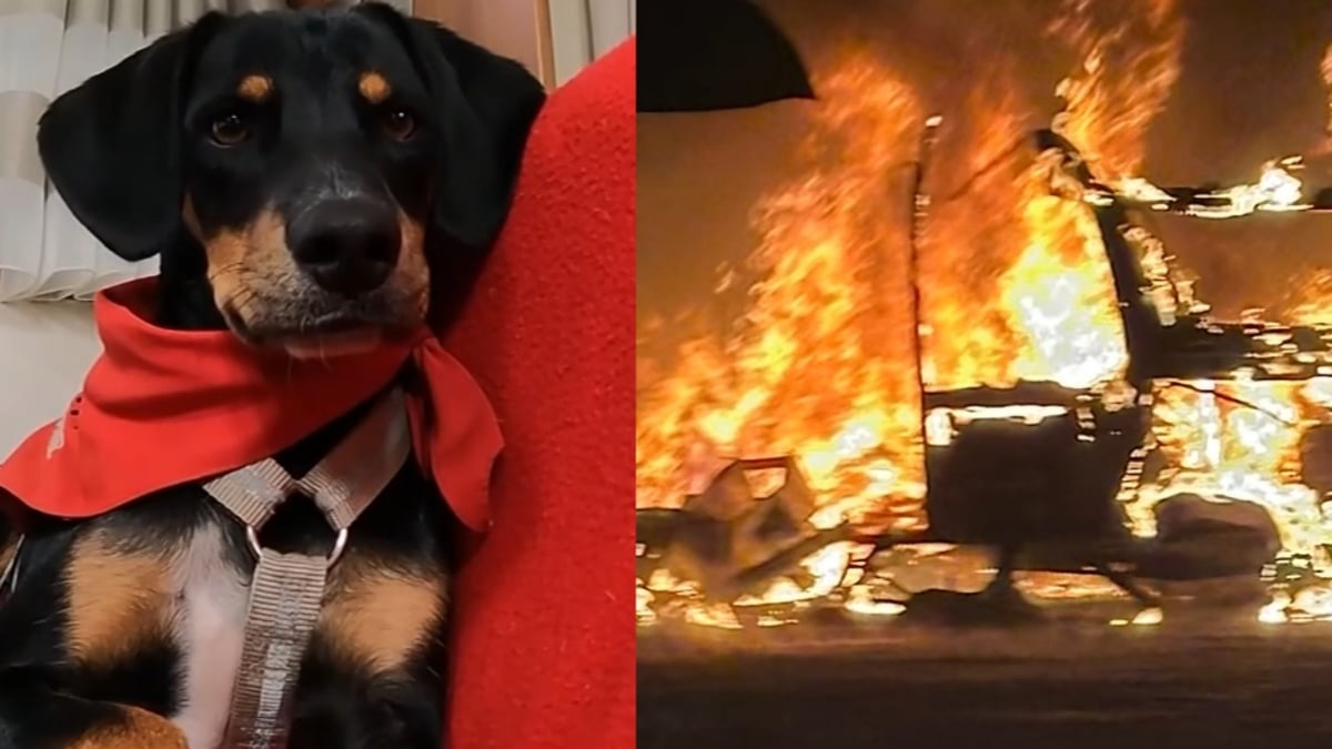 Illustration : "Réveillés par les aboiements de leur chien sauvé de l'euthanasie quelques mois plus tôt, des camping-caristes échappent de justesse à l’incendie (vidéo)"