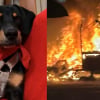 Illustration : R&eacute;veill&eacute;s par les aboiements de leur chien sauv&eacute; de l'euthanasie quelques mois plus t&ocirc;t, des camping-caristes &eacute;chappent de justesse &agrave; l&rsquo;incendie (vid&eacute;o)