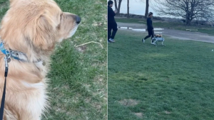 Illustration : Ce Golden Retriever croise un chien robot pendant sa promenade au bord du lac et reste déconcerté (vidéo)