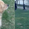 Illustration : Ce Golden Retriever croise un chien robot pendant sa promenade au bord du lac et reste d&eacute;concert&eacute; (vid&eacute;o)