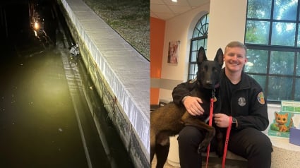 Illustration : Un Malinois perdu erre aux abords d'un canal et finit par y tomber, un policier le sauve avec un lasso improvis&eacute;