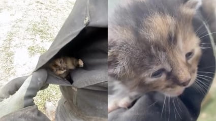 Illustration : En vidant une benne, des paysagistes d&eacute;couvrent 4 chatons et les transportent dans leurs poches jusqu&rsquo;au refuge (vid&eacute;o)
