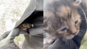 Illustration : En vidant une benne, des paysagistes d&eacute;couvrent 4 chatons et les transportent dans leurs poches jusqu&rsquo;au refuge (vid&eacute;o)