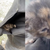 Illustration : En vidant une benne, des paysagistes d&eacute;couvrent 4 chatons et les transportent dans leurs poches jusqu&rsquo;au refuge (vid&eacute;o)