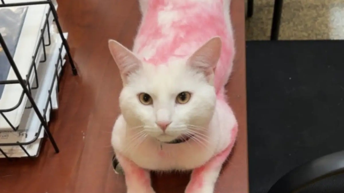 Illustration : "Recouvert accidentellement de teinture rose, ce chat venant d'arriver au refuge trouve une nouvelle famille en seulement une semaine"
