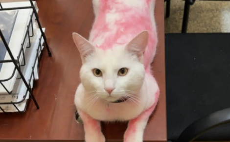 Recouvert accidentellement de teinture rose, ce chat venant d'arriver au refuge trouve une nouvelle famille en seulement une semaine