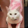 Illustration : Recouvert accidentellement de teinture rose, ce chat venant d'arriver au refuge trouve une nouvelle famille en seulement une semaine