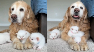 Illustration : Dans un élevage familial, une Golden Retriever sert de merveilleuse nounou à des chatons Ragdolls (vidéo)