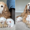 Illustration : Dans un &eacute;levage familial, une Golden Retriever sert de merveilleuse nounou &agrave; des chatons Ragdolls (vid&eacute;o)