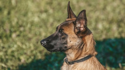 Illustration : Une famille belge perd son jeune chien en route vers l'Espagne et re&ccedil;oit une aide des habitants d'Indre-et-Loire pour le retrouver