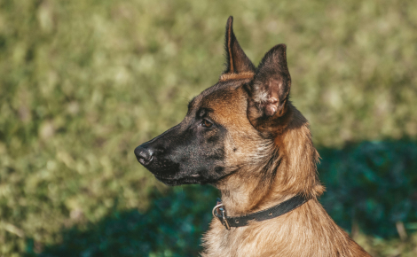 Une famille belge perd son jeune chien en route vers l'Espagne et reçoit une aide des habitants d'Indre-et-Loire pour le retrouver