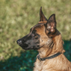 Illustration : Une famille belge perd son jeune chien en route vers l'Espagne et re&ccedil;oit une aide des habitants d'Indre-et-Loire pour le retrouver