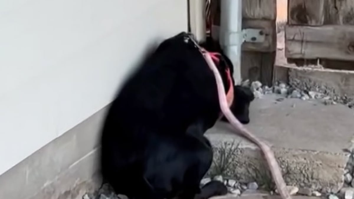Illustration : "Prostré dans un coin de son refuge, un chien finit par s’ouvrir au monde grâce à une bénévole venue le promener (vidéo)"