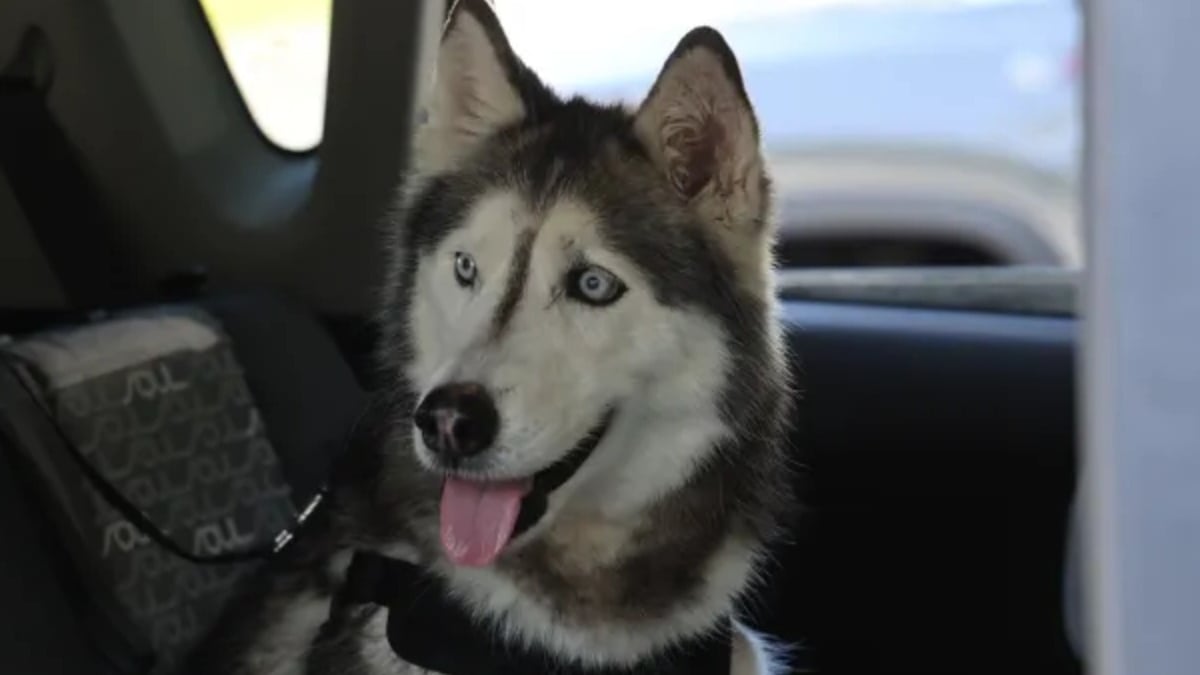 Illustration : "Retrouvée 12 ans après sa disparition, cette Husky séniore parcourt 2 250 kilomètres pour retrouver son maître"