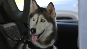 Illustration : Retrouvée 12 ans après sa disparition, cette Husky séniore parcourt 2 250 kilomètres pour retrouver son maître