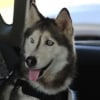 Illustration : Retrouv&eacute;e 12 ans apr&egrave;s sa disparition, cette Husky s&eacute;niore parcourt 2 250 kilom&egrave;tres pour retrouver son ma&icirc;tre