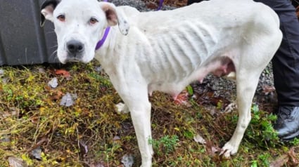 Illustration : Abandonn&eacute;e dans une d&eacute;charge, cette chienne faisait tout pour garder ses 9 chiots en vie jusqu'&agrave; l'arriv&eacute;e des secours