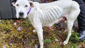 Illustration : Abandonn&eacute;e dans une d&eacute;charge, cette chienne faisait tout pour garder ses 9 chiots en vie jusqu'&agrave; l'arriv&eacute;e des secours