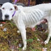 Illustration : Abandonn&eacute;e dans une d&eacute;charge, cette chienne faisait tout pour garder ses 9 chiots en vie jusqu'&agrave; l'arriv&eacute;e des secours