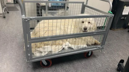Illustration : Ce chien ayant pass&eacute; sa vie dehors &eacute;tait effray&eacute; par le sol du refuge alors les b&eacute;n&eacute;voles l'ont install&eacute; dans un chariot