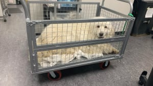 Illustration : Ce chien ayant passé sa vie dehors était effrayé par le sol du refuge alors les bénévoles l'ont installé dans un chariot