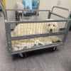 Illustration : Ce chien ayant pass&eacute; sa vie dehors &eacute;tait effray&eacute; par le sol du refuge alors les b&eacute;n&eacute;voles l'ont install&eacute; dans un chariot