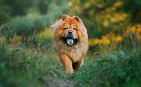 Pourquoi certains chiens ont-ils la langue bleue ou tachetée de noir ?