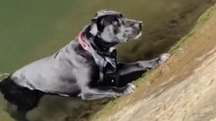 Illustration : Des passants unissent leurs efforts pour sauver un chien tomb&eacute; dans la Seine &agrave; Paris (vid&eacute;o)