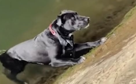 Des passants unissent leurs efforts pour sauver un chien tombé dans la Seine à Paris (vidéo)