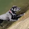 Illustration : Des passants unissent leurs efforts pour sauver un chien tomb&eacute; dans la Seine &agrave; Paris (vid&eacute;o)