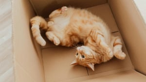 Illustration : Un chat de 2 ans, disparu lors d&rsquo;un d&eacute;m&eacute;nagement, retrouve sa famille apr&egrave;s 2 mois gr&acirc;ce &agrave; sa puce &eacute;lectronique