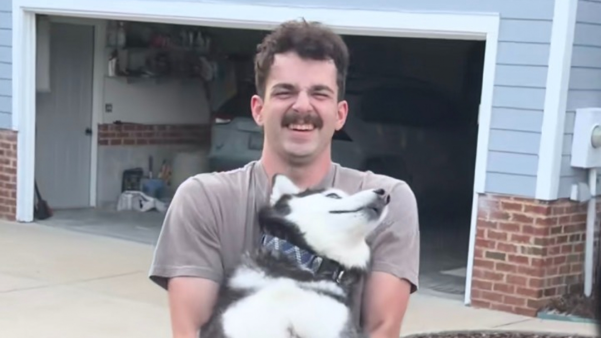 Illustration : "« À mourir de rire ! », la réaction théâtrale d'un Husky qui refuse de monter en voiture et fait tout pour rester chez les parents de sa maîtresse (vidéo)"