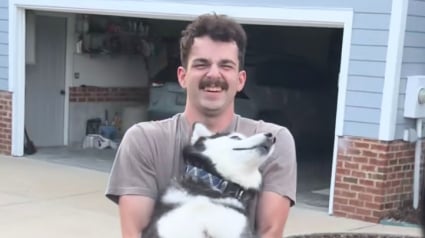 Illustration : &laquo; &Agrave; mourir de rire ! &raquo;, la r&eacute;action th&eacute;&acirc;trale d'un Husky qui refuse de monter en voiture et fait tout pour rester chez les parents de sa ma&icirc;tresse (vid&eacute;o)