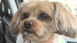 Illustration : La femme ayant enlev&eacute; le chien Rocky devant chez lui alors qu'elle &eacute;tait accompagn&eacute;e d'un enfant a &eacute;t&eacute; interpell&eacute;e et inculp&eacute;e