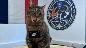 Illustration : Les gendarmes gardois présentent Moustache, leur chat chargé de surveiller croquettes et coussins entre ses longues siestes