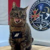 Illustration : Les gendarmes gardois pr&eacute;sentent Moustache, leur chat charg&eacute; de surveiller croquettes et coussins entre ses longues siestes