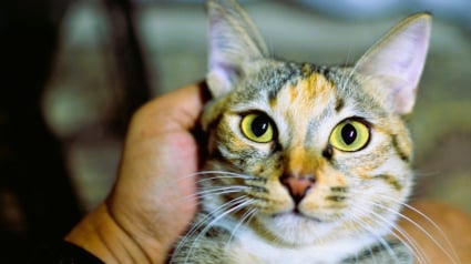Illustration : Une &eacute;tude prouve que votre chat pr&eacute;f&egrave;re votre compagnie &agrave; la nourriture